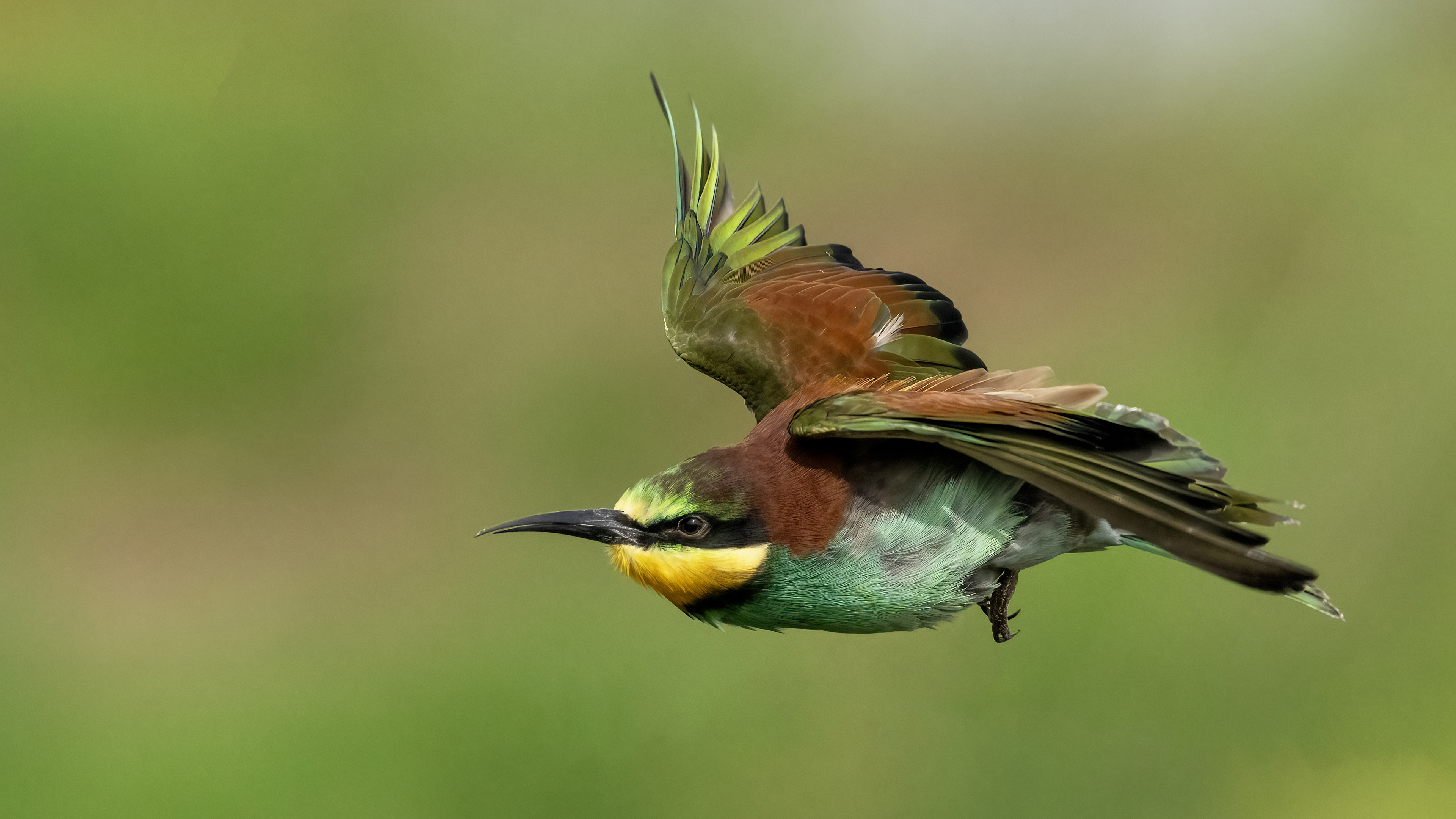 European Bee-eater